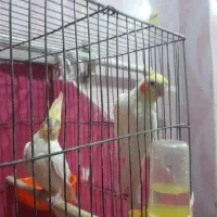 حمیدیه|پرنده|حمیدیه, |دیوار