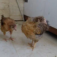 جوجه