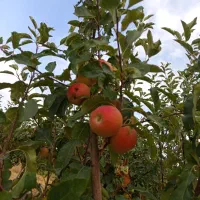 4 هکتار باغ انگور و سیب|فروش زمین و ملک کلنگی|محمدشهر, محمدشهر|دیوار