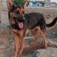 سگ ژرمن|سگ|اصفهان, رهنان|دیوار