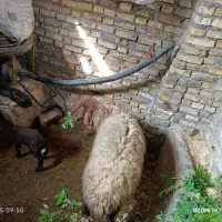 گوسفند‌ مطفل با بره نر