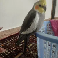 عروس هلندی|پرنده|کلاله, |دیوار