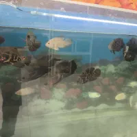 فروش اکواریوم لوازم ماهی با قیمت مناسب|ماهی|قائمشهر, |دیوار