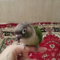 طوطی گرینگچیک