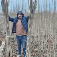 نهال صنوبرنیگرااصل