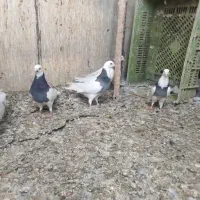 جوجه