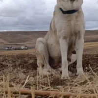 واگزاری نرو ماده|سگ|مهربان, |دیوار