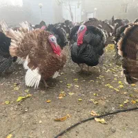 بوقلمون محلی