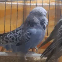 مرغ عشق انگلیسی