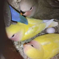 چهار تا کوتوله برزیلی دوماهه سالم و سرحال|پرنده|شیروان (خراسان), |دیوار