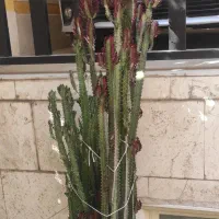 افوربیا و ماداگاسکار قد ۱۹۰|گل و گیاه طبیعی|تهران, سردارجنگل|دیوار