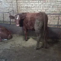 فروش سه عدد گوساله ماده|حیوانات مزرعه|مهربان, |دیوار