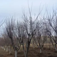 باغبانی حرس واسپار وسم پاشی