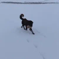 سگ دزدیده شوده|حیوانات|خمینی‌شهر, |دیوار