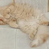 گربه نژاد چین چیلا