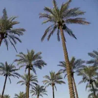 ماهر(پرداخت+توختک بری ) نخل