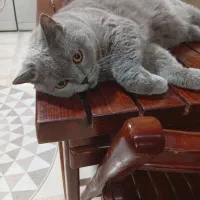 اسکاتیش نروماده واگذار میشود