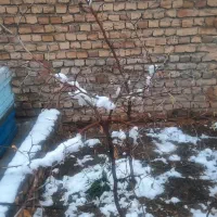 درخت عناب سه ساله