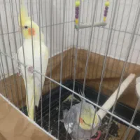 پرنده|پرنده|ازنا, |دیوار