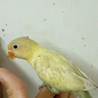 جوجه کوتوله برزیلی پاربلو سرلاکی دستی