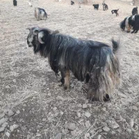 فروش دوبر بهده