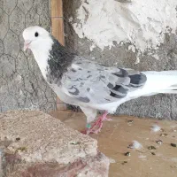 کبوتر گمشده. عکس تزیینیه