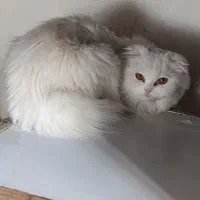 جفت گربه پرشین اصیل