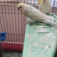 مرغ عشق