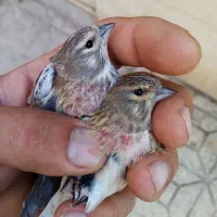 سهره گل به سر و سینه سرخ جوان