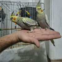 عروس هلندی نر