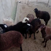 فروش گوسفند ماده|حیوانات مزرعه|بزینه رود, |دیوار