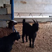 بزغاله بز میش قوچ دوبر