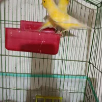 قناری جفت|پرنده|بندرعباس, |دیوار