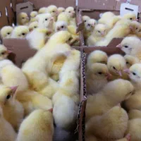 جوجه گوشتی نژاد راس|حیوانات مزرعه|تنکابن, |دیوار