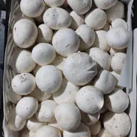 کارگر ساده آقا کارخانه قارچ ایرانی واتباع با مدارک