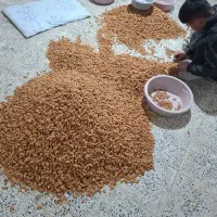 خریداربادام سنگی شاهرودی و غیر|خدمات باغبانی و درختکاری|نجفآباد, یزدانشهر|دیوار