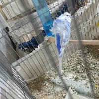 مرغ عشق پروانه ای