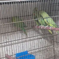 طوطی ملنگو سبز