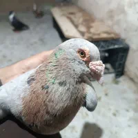 کفترکبوتر نابلدضمانتی