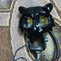 جغدی سالم