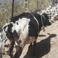 دو راس گاو داشتی|حیوانات مزرعه|پاوه, |دیوار