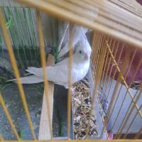 عروس هلندی آلبینو|پرنده|کوهمره, |دیوار