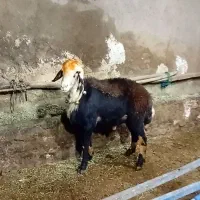 قوچ دو شیره افشار پلنگی