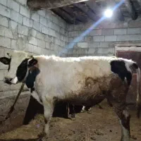 گوساله نر پرواری