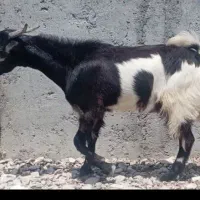 کهر نر