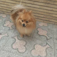 سگ پامر