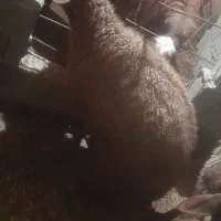 یک راس میش آبستن شیر کرده|حیوانات مزرعه|خان ببین, |دیوار