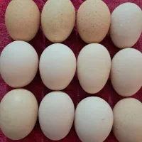 تخم‌مرغ‌برهما‌لایت‌اصیل‌               نطفه‌دار