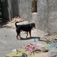 سگ مشکی