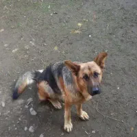 پیدا شده سگ ژرمن